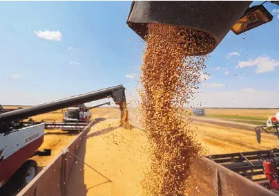  ?? ANDREY RUDAKOV/BLOOMBERG ?? Combine harvesters unload wheat grain into a truck during the summer harvest on a farm near Stavropol, Russia, on July 9. October’s food price gains were driven mostly by higher costs for grains and vegetable oils, the U.N. said in a report.