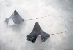  ??  ?? Zoo visitors may pet the stingrays that gracefully glide through the saltwater pool.