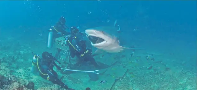  ??  ?? Wearing a German butcher’s glove, shark feeders feed the bull sharks by hand.