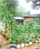  ??  ?? The compound of the libarary is used to grow vegetables and flowers