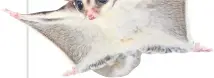  ??  ?? A sugar glider flies through the air