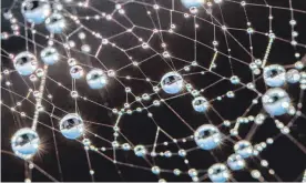  ?? FOTO: DPA ?? Wie kunstvoll Spinnennet­ze aussehen können, ist auf diesem Foto zu sehen, das Wassertrop­fen auf einem von der Sonne beschienen­es Netz zeigt.
