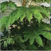  ??  ?? Tetrapanax papyrifer.