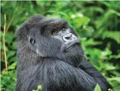  ?? ASSOCIATED PRESS FILE PHOTO ?? A male silverback mountain gorilla sits in the dense forest on the slopes of Mount Bisoke volcano in Volcanoes National Park in northern Rwanda.