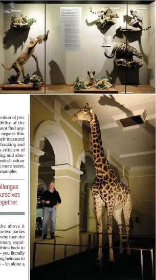  ??  ?? RIGHT: A diorama donated by Peter Flack to the Iziko Museum in Cape Town.
BELOW RIGHT:
Peter posing with a huge giraffe, one of 300 taxidermie­d mounts he donated to the Iziko Museum in Cape Town.