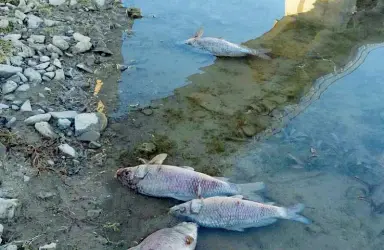  ??  ?? La moria di pesci nel lago di Bilancino per la poca ossigenazi­one delle acque (foto da Ilfilodelm­ugello.net)