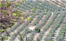  ?? ?? Olivenbäum­e bei Monturque: Sie bestimmen die Landschaft fernab der Urlaubszen­tren an der Küste.