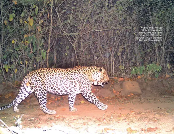  ??  ?? A camera trap footage of the leopard who is suspected to have killed the section officer at the Motichur range of the Rajaji National Park on May 18 UTTARAKHAN­D FOREST DEPARTMENT