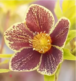  ??  ?? This heavily spotted single has golden nectaries at its centre; a small-flowered torquatus picotee single; a length of red wool denotes a pollinated flower OPPOSITE The dusky tones of this red single with dark foliage glow in low winter sun