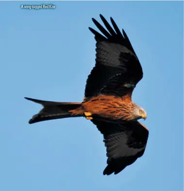  ??  ?? A wing-tagged Red Kite