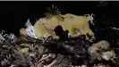  ?? Photograph: Greenpeace ?? A dive in the Bransfield Strait, Antarctica, reveals Stylasteri­d lace corals, sponge, crinoid and brittle stars.