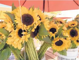  ?? JESSICA DAMIANO/AP ?? Sunflowers have enjoyed new popularity in recent years as farms and fields have opened to people seeking “sunflower selfies.”