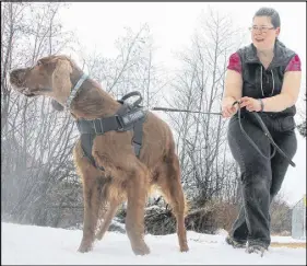  ?? LYNN CURWIN/TRURO DAILY NEWS ?? Barb Deg trains dogs, including her Irish setter, Target, in sporting detection. She teaches classes in the popular activity at Little Moe’s K9 Academy.