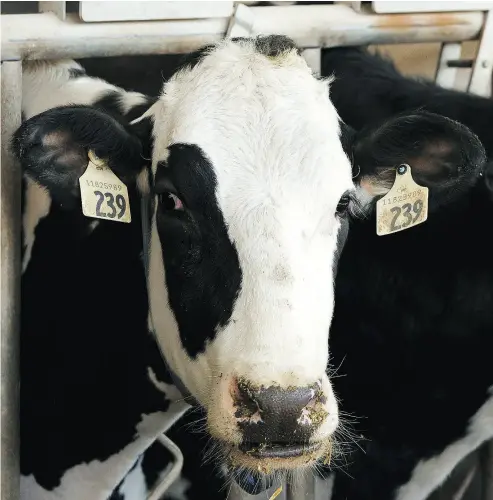  ?? IAN KUCERAK / POSTMEDIA NEWS FILES ?? Giving up dairy supply management presents an excellent opportunit­y in NAFTA talks with the U.S. and changing something that is also in the best interest of Canadians, Gwyn Morgan writes.