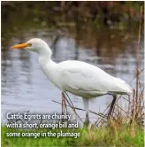  ??  ?? Cattle Egrets are chunky with a short, orange bill and some orange in the plumage