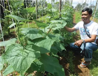  ??  ?? Bonifacio Consebido and his one-month-old Jenjen cucumber plants.