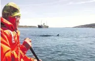  ??  ?? Mike Morrissey of Whale Release and Strandings paddles cautiously toward an adult minke whale in Harbour Grace.