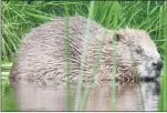  ??  ?? LOSS: Beavers were previously hunted to extinction.