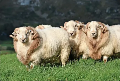  ?? ?? Hardy Welsh Mountain tups bred by Rhodri and Claire Jones, Llanuwchll­yn. Picture: Ruth Rees