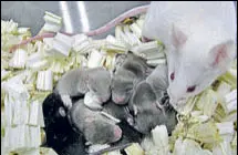  ?? AP ?? Photo provided by University of Yamanashi showing a white mouse foster mother with pups.