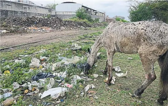  ?? (JOSÉ HERNÁNDEZ) ?? Cooperativ­a Los Paraísos. Sobre calle Miserere al 4200, los animales se alimentan de la basura que se amontona al costado de las vías.