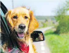  ?? GETTY IMAGES ?? Pets should be properly secured in cars. Their leashes should be attached to the vehicle so they can’t dart out at a rest stop.