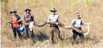  ?? NATIONAL PARK SERVICE/COURTESY ?? Wildlife officials say this snake is the largest Burmese python ever to be removed from Big Cypress National Preserve in the Florida Everglades.