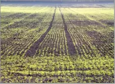  ?? ?? SPRING BARLEY typically has a lower nitrogen fertiliser requiremen­t than winter wheat, which is important to bear in mind when considerin­g when to switch from planting winter wheat to spring barley