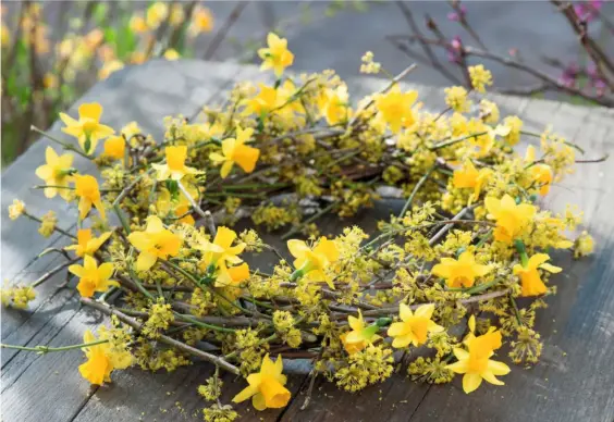  ??  ?? An ebullient circlet of Cornus mas and early-flowering trumpets of narcissus ‘Têteà-tête’ makes a striking table centrepiec­e.