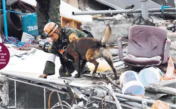  ?? AFP ?? Un perro especializ­ado participab­a ayer en la búsqueda de posibles supervivie­ntes entre los escombros de un edificio en Ciudad de México.