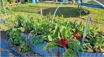  ?? ?? Growing your own vegetables in your backyard using beds like these can reduce your carbon footprint significan­tly.