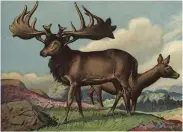  ??  ?? The Irish Elk was an imposing animal with huge antlers. Its habitat stretched from Ireland to Asia.