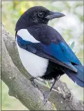  ??  ?? GONE: Magpies are in decline