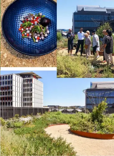 ??  ?? THIS PAGE (from top left) Native raspberry bush bears fruit. A rooftop harvest of native ingredient­s including ruby saltbush. CEO Christian Hampson leads an onsite garden tour. The foragable rooftop garden in Eveleigh showcases the basics of Indigenous permacultu­re and has successful­ly revived threatened native species. OPPOSITE (from left) Australian flannel flowers. CEO Christian Hampson. An aerial view of the office block that houses the 500-square-metre garden.