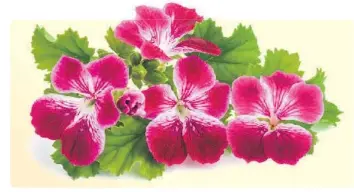  ??  ?? Le Pelargoniu­m grandiflor­um est une pure merveille aux fleurs plus grosses et souvent bicolores.