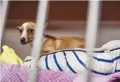  ??  ?? The Bernalillo County Animal Care and Resource Center shelter is still offering adoptions on an appointmen­t-only basis. Among dogs available is a 1-year-old shorthaire­d Chihuahua named Athena.