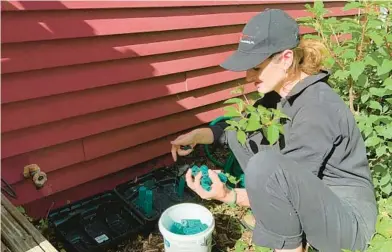  ?? CASEY SMITH/AP ?? Ava Dickman, a pest control technician with AAA Exterminat­ing Inc., refills a bait station May 16 at a home in Indianapol­is.