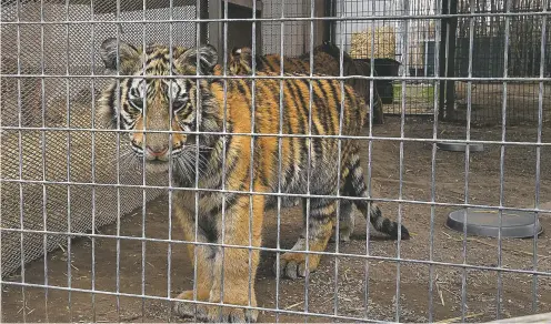  ??  ?? A young tiger at Zuzana Kukol’s property in rural Nevada, where she cares for dozens of exotic animals she considers pets. Captive tigers have proliferat­ed throughout America, to the point that there now may be more in the U.S. than in the wild.