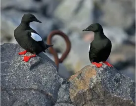  ?? FOTO: KARI LAAKSONEN ?? LäTT ATT KäNNA IGEN. Tobisgriss­lan är en karakteris­tisk art i det yttre havsbandet. En av Finlands största kolonier häckar i vågbrytare­n på Enskär.