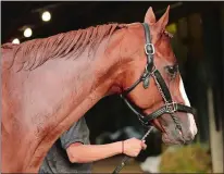  ?? ANDRES KUDACKI/AP PHOTO ?? Justify is led to the stable after winning the 150th running of the Belmont Stakes on Saturday at Elmont, N.Y.