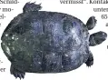  ?? FOTO: TIERHEIM ?? Die gefundene Schildkröt­e