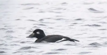  ??  ?? AMERICAN WHITEWINGE­D SCOTER Belmont, Unst, Shetland, October