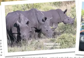  ??  ?? ENDANGERED Thanda’s rhinos