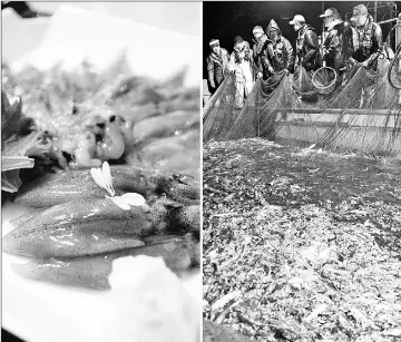  ??  ?? (Left) Kosai restaurant in Namerikawa, Japan, serves two kinds of hotaruika sashimi: a thawed frozen version, front, and another with the internal organs removed. • (Right) Once spring arrives, hotaruika squid come to Japan’s Toyama Bay to spawn.