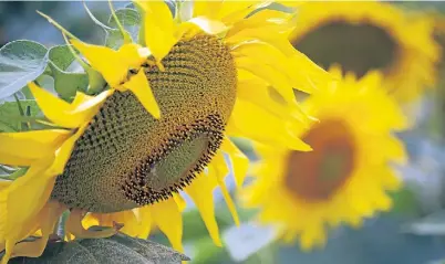  ??  ?? Una torta. El girasol argentino es muy competitiv­o, pero por distintas trabas muchas veces no se puede procesar aquí.