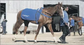  ?? PICTURE: DAVID DAVIES/PA ?? STABLE STAR: Gold Cup winner Native River at trainer Colin Tizzard’s Dorset stables.