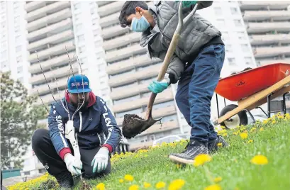  ?? RENÉ JOHNSTON TORONTO STAR ?? Ryan Ally, left, and 12-year-old Faisal Mansoor plant an apple tree Sunday in Thorncliff­e Park as part of a community initiative to grow food. Volunteers planted 37 fruit trees in the green spaces around nine apartment buildings in the neighbourh­ood.