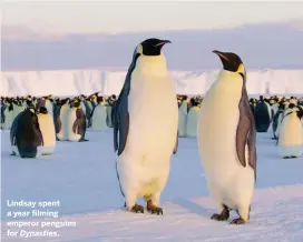  ??  ?? Lindsay spent a year filming emperor penguins for Dynasties.