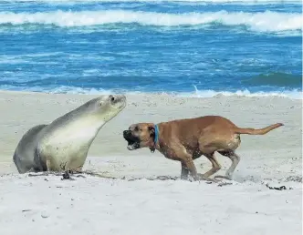  ?? PHOTO: EVGENY RODYGIN ?? Caught in the act . . . A dog off its leash disturbs a sea lion resting on Smaills Beach, in Dunedin, last week.