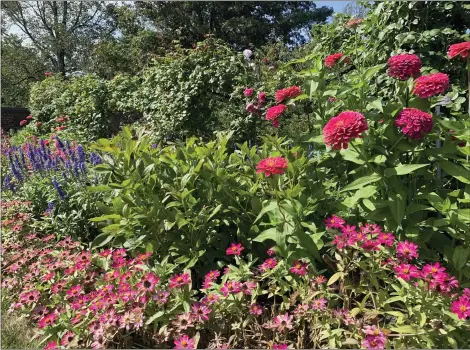  ?? (JESSICA DAMIANO VIA AP) ?? This Sept. 3, 2020, photo provided by Jessica Damiano shows a mixed garden border blooming in Old Westbury, NY.